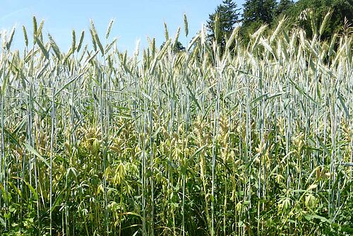 Lupinen-Und Triticalepflanzen gemischt.