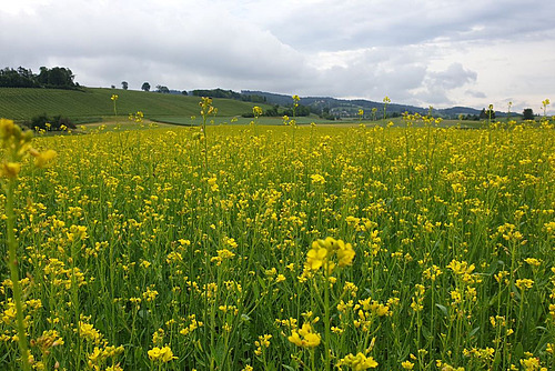 Blühendes Senffeld mit gelben Blüten.