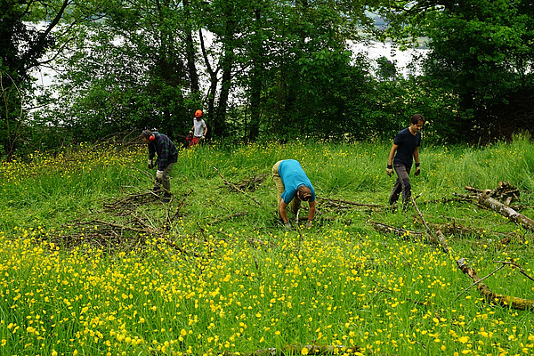 Vier Menschen sind auf einem Feld und sammeln Äste auf.
