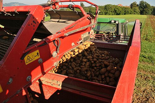 Detailansicht in Bunker eines Kartoffelvollernters auf dem Feld