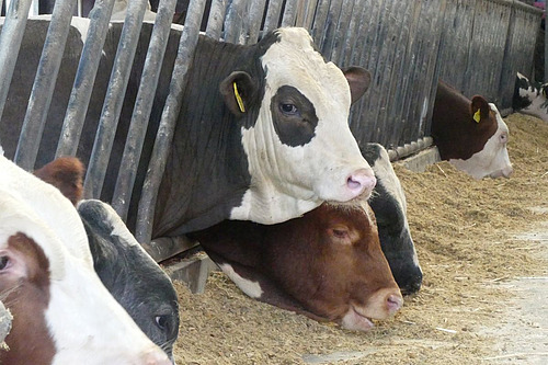 Mastmunis im Stall.