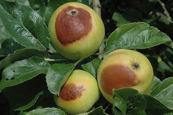 Drei Äpfel am Baum mit grossflächigen braunen Verfärbungen durch Sonnenbrand, umgeben von grünem Laub. Hitze und intensive Sonneneinstrahlung können solche Schäden verursachen und stellen den Obstbau vor neue Herausforderungen.