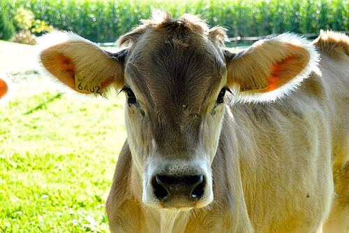 Kalb von vorne auf der Weide 