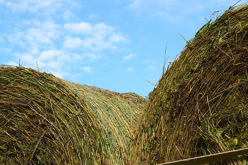 Nahaufnahme von zwei Heuballen.