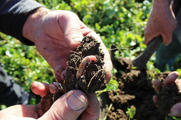 Hände, die Erde mit einem Regenwurm halten.