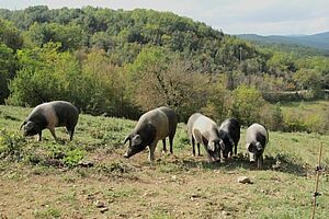 Schweine im Freien