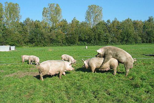 Eber beim decken einer Muttersau auf der Weide