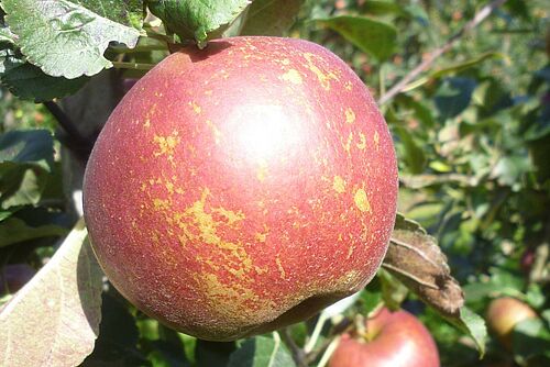 rötlicher, gesprenkelter Apfel am Baum
