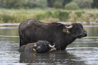 Bio-Wasserbüffel der Familie Villiger.