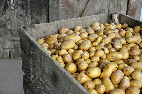 Kartoffelknollen in einer Paloxe aus Holz
