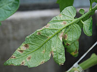 Blattunterseite eines Tomatenblattes mit graubraunen Flecken