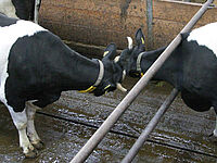 Zwei durch eine Abschrankung getrennte Kühe nehmen Kontakt auf.