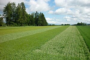 mehrere Streifen, die Lupinen blühen weiss