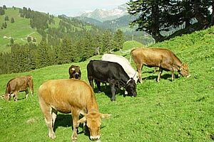 Rindergruppe am Steilhang einer Alp in der Innerschweiz