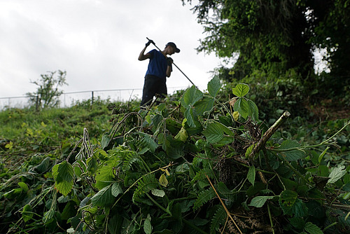 Eine Person in einem Feld, im Vordergrund Brombeergestrüpp.