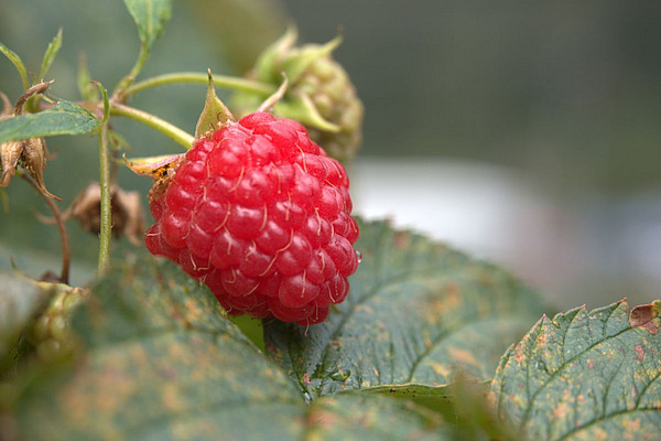 Nahaufnahme einer rosa Himbeere.