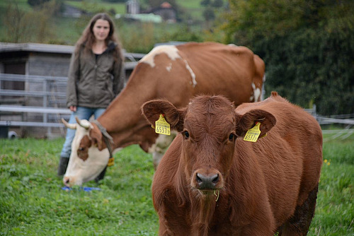 Frau steht hinter zwei Kühen.