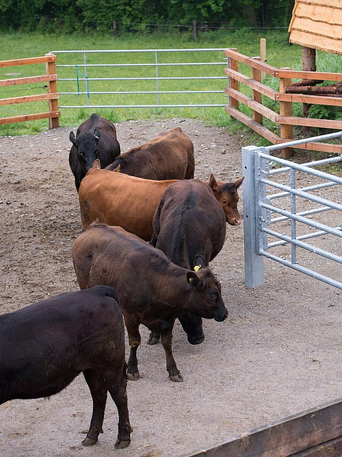 Landwirt bei seinen Mastrindern auf der Weide
6 Rinder stehen ruhig im Auslauf
Mann auf der Kanzel mit Gewehr im Anschlag
Betäubtes Rind am Arm des Hofladers
Betäubtes Tier am Ausblugen, aufgehängt am Arm des Hofladers
Hoflader setzt das tote Tier