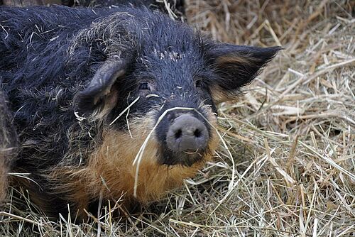 Wollschwein in Heuhaufen