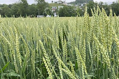 Feld mit Weizen der Sorte Prim