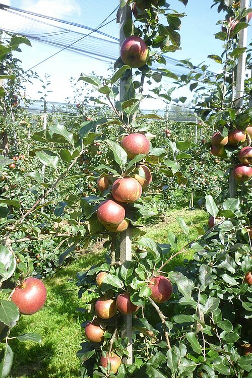 reife, rötliche Äpfel an Niederstammbäumen