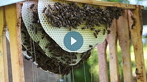Natürliche Bienenwabe mit vielen Bienen