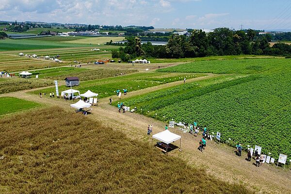 Verschiedene Ackerkulturen mit Leuten und Zelten.