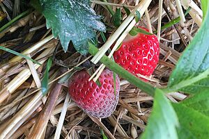 Botrytis bei Erdbeeren. Foto: FiBL Flore Lebleu