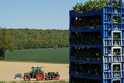 Traktor auf dem Feld und ein Stapel mit Zuckerrübensetzlingen
