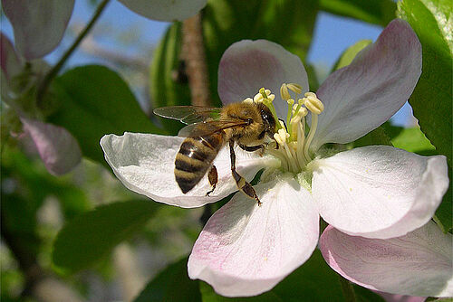 Biene auf Apfelblüte