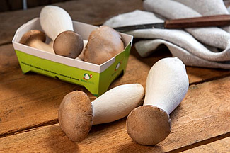 Bio Kräuterseitlinge.
