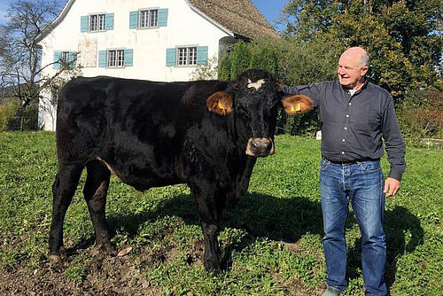 Mann mit Mastrind auf der Weide