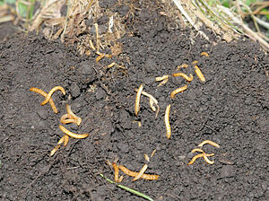 Viele kleine, orangefarbige Würmer auf einer unbedeckten Bodenoberfläche