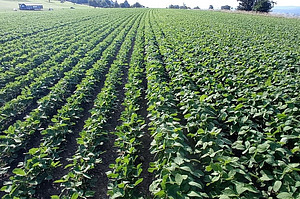 Zwei Sojasorten auf dem Acker