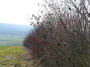 Hecke im Winter mit Gemeinem Schneeball und Liguster