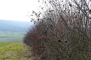 Hecke im Winter mit Gemeinem Schneeball und Liguster