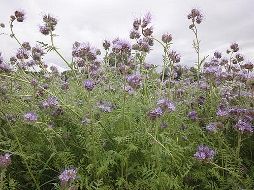 blühende Phacelia.