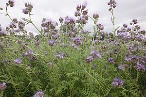 blühende Phacelia