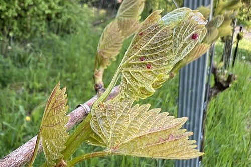 Rote Punkte auf der Blattunterseite einer Rebe.