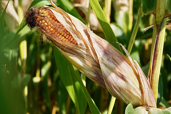 Maiskolben an einer Maispflanze.