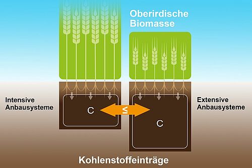 Grafik, welche die Anteile von Kohlenstoff und Biomasse quantitativ in einem intensiven und einem extensiven Anbausystem aufzeigt.