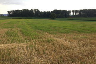 Grüne Halme des Erdmandelgrases zwischen Getreidestoppeln.