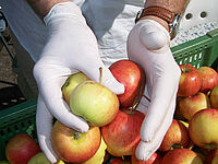 Bei der Äpfelsortierung werden dithiocarbamatfreie Handschuhe getragen. Foto: FiBL, Maurice Clerc