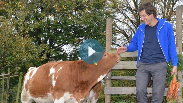 Kalb und Mann mit Karotten in einer Hand auf der Weide