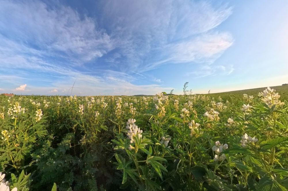 Feld mit blühenden weissen Lupinen.