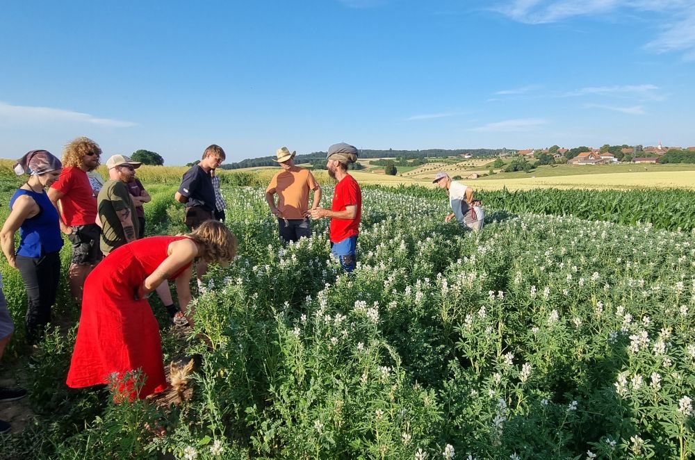 Eine Gruppe Menschen schaut sich ein Feld mit weiss blühenden Lupinen und Kichererbsen an.