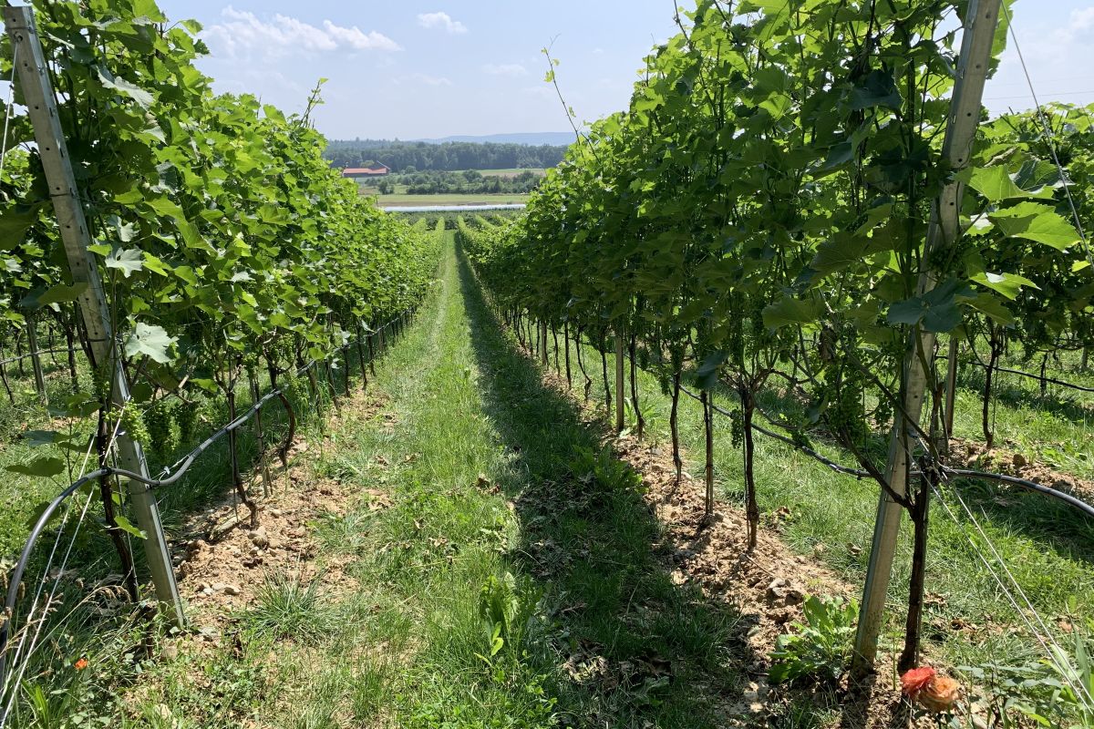 Blick auf Weinberge.