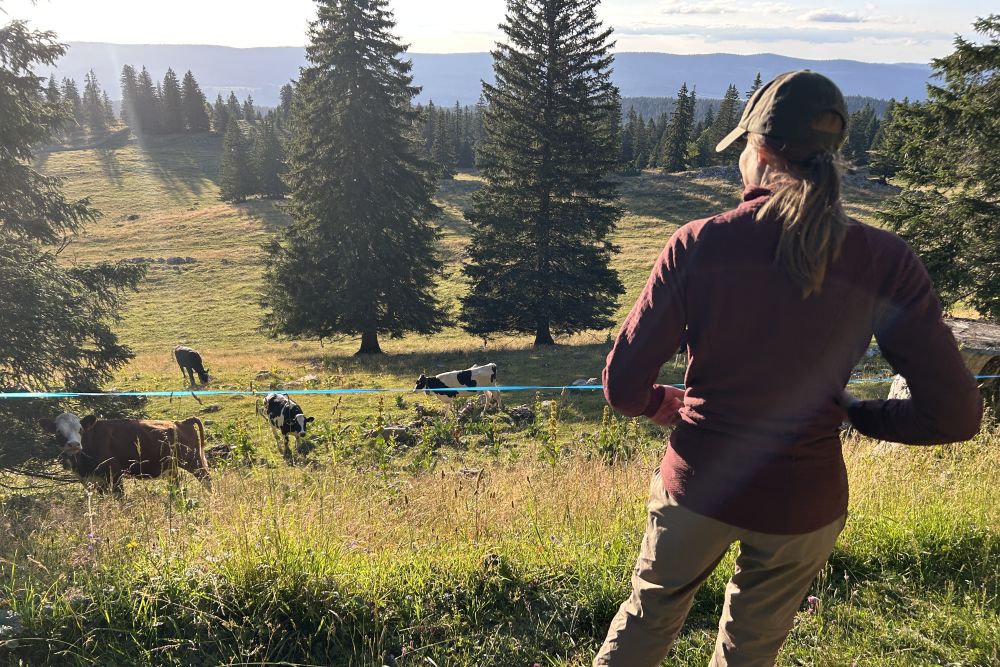 Alice Dind schaut von einer Anhöhe auf eine Herde Kühe.