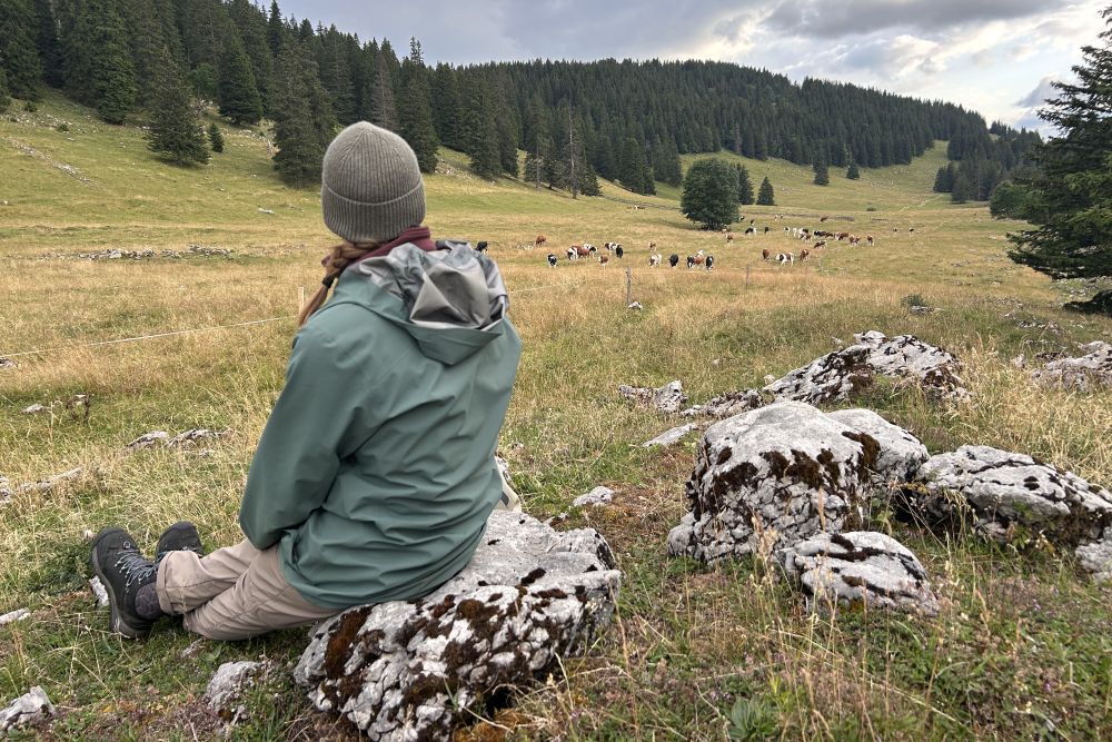Alice Dind sitzt auf einem Stein und beobachtet eine Herde Kühe auf einer Wiese.