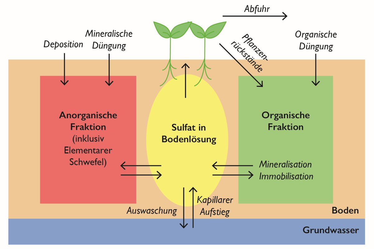Im Bild ist die anorganische Fraktion durch Deposition und mineralische Düngung auf der linken Seite dargestellt. Rechts steht die organische Fraktion durch Pflanzenrückstände und organische Düngung. In der Mitte ist das Sulfat abgebildet, das auch von der Pflanze aufgenommen werden kann. Zwischen den Fraktionen und dem Sulfat bestehen Verbindungen in beide Richtungen. Ausserdem gibt es Auswaschung ins Grundwasser und kapillarer Aufstieg vom Grundwasser. Von den Pflanzen wird auch ein Teil abgeführt. 